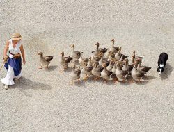 New duck species found in Philippines