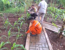 Rawat Ketahanan Pangan Warga, Bhabinkamtibmas Pegangsaan Pantau Kebun Jagung di RPTRA Borobudur