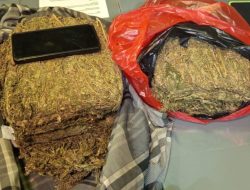 Polda Metro Jaya Menggagalkan Peredaran 3,4 Kg Ganja Di Wilayah Depok
