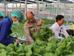 Greenhouse SPPG Palmerah Panen Sawi dan Nila untuk Menu Bergizi 2.529 Penerima Manfaat