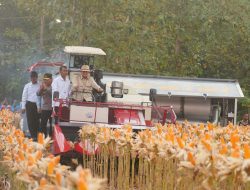 Presiden Prabowo dan Kapolri Panen Raya Jagung Nasional di Tuban Perkuat Ketahanan Pangan