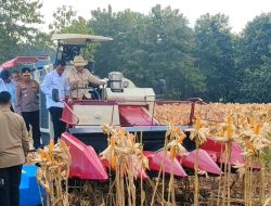 Panen Raya di Tuban, Presiden Prabowo Apresiasi Peran Polri Wujudkan Ketahanan Pangan Nasional*